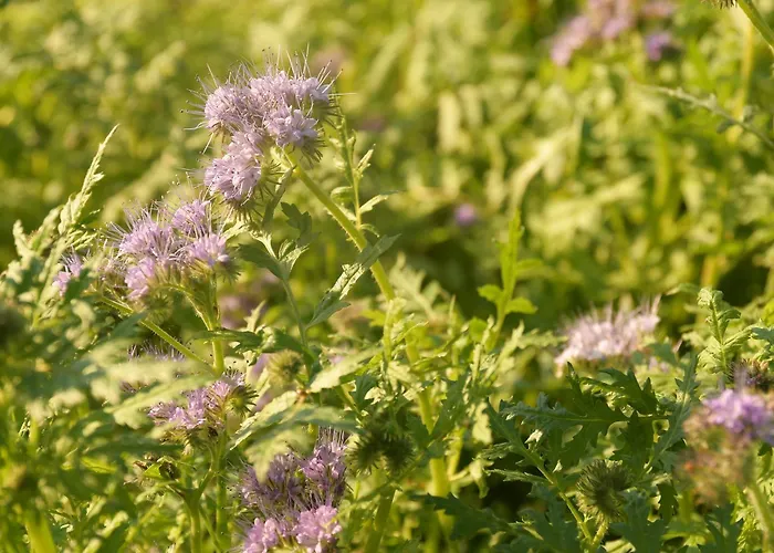 Luxury tent 01 Jurta Seda U Stodoly *